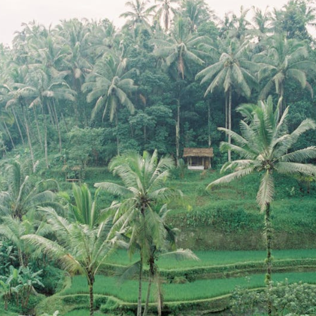 Ubud who is it for